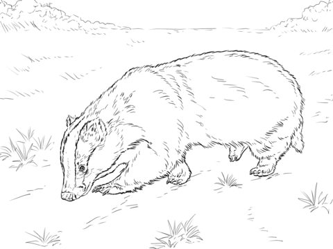 European Badger Sniffing Ground Coloring Page